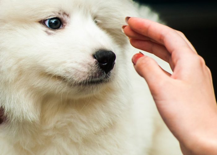 Natural Digestive Remedies For Dogs Natural Digestive Remedies For Dogs