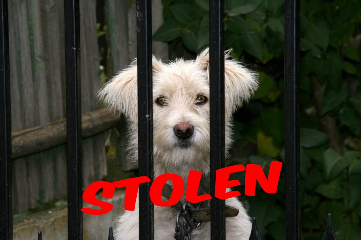 Missing my dog !These are the 12 most stolen pet dog breeds