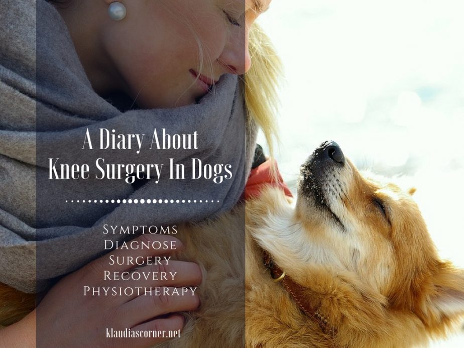 My Dog Is Limping What's Wrong? Knee Surgery in Dogs Klaudia's Corner
