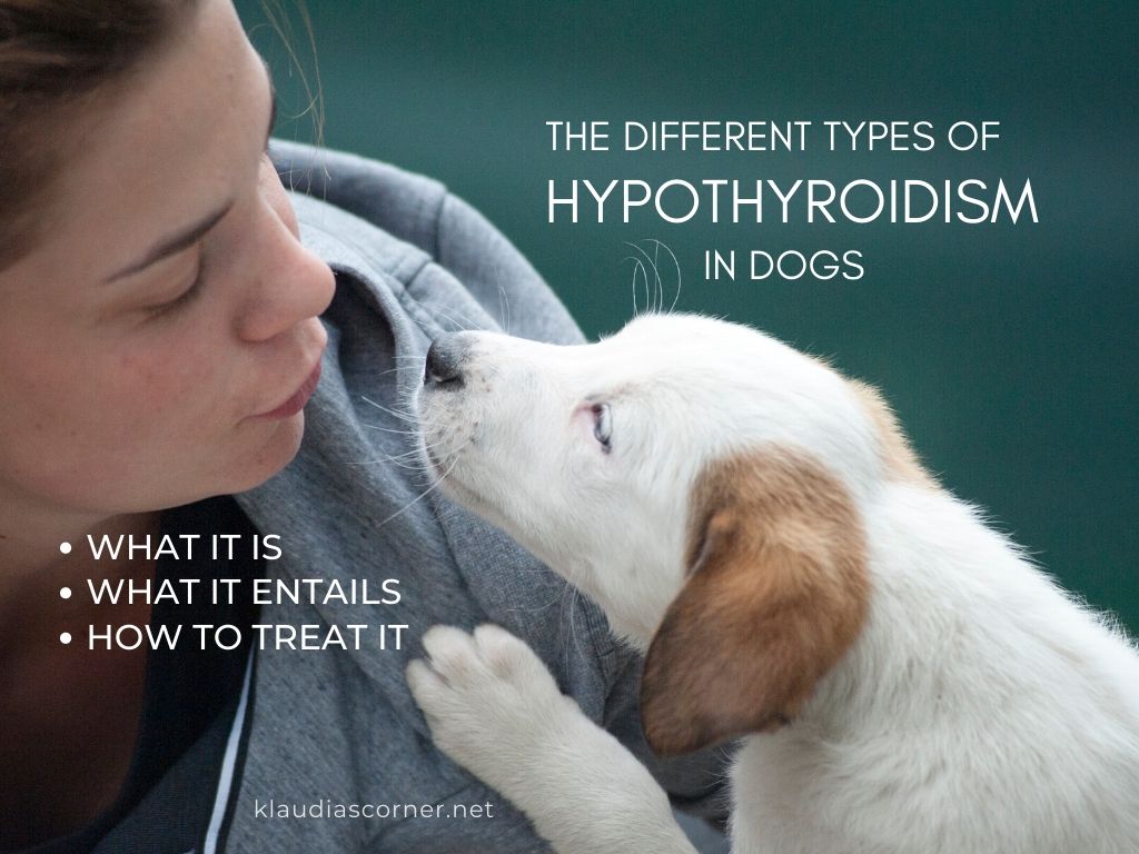 Dog Hypothyroidism What Is It And How To Treat It
